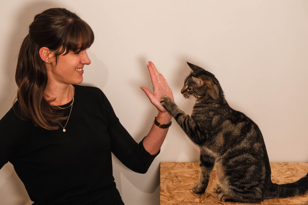 Katzentraining CatSolution High 5 Carina und Boomi