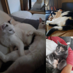 Katzen-Collage: Frieda, Karele, Samu, Filou