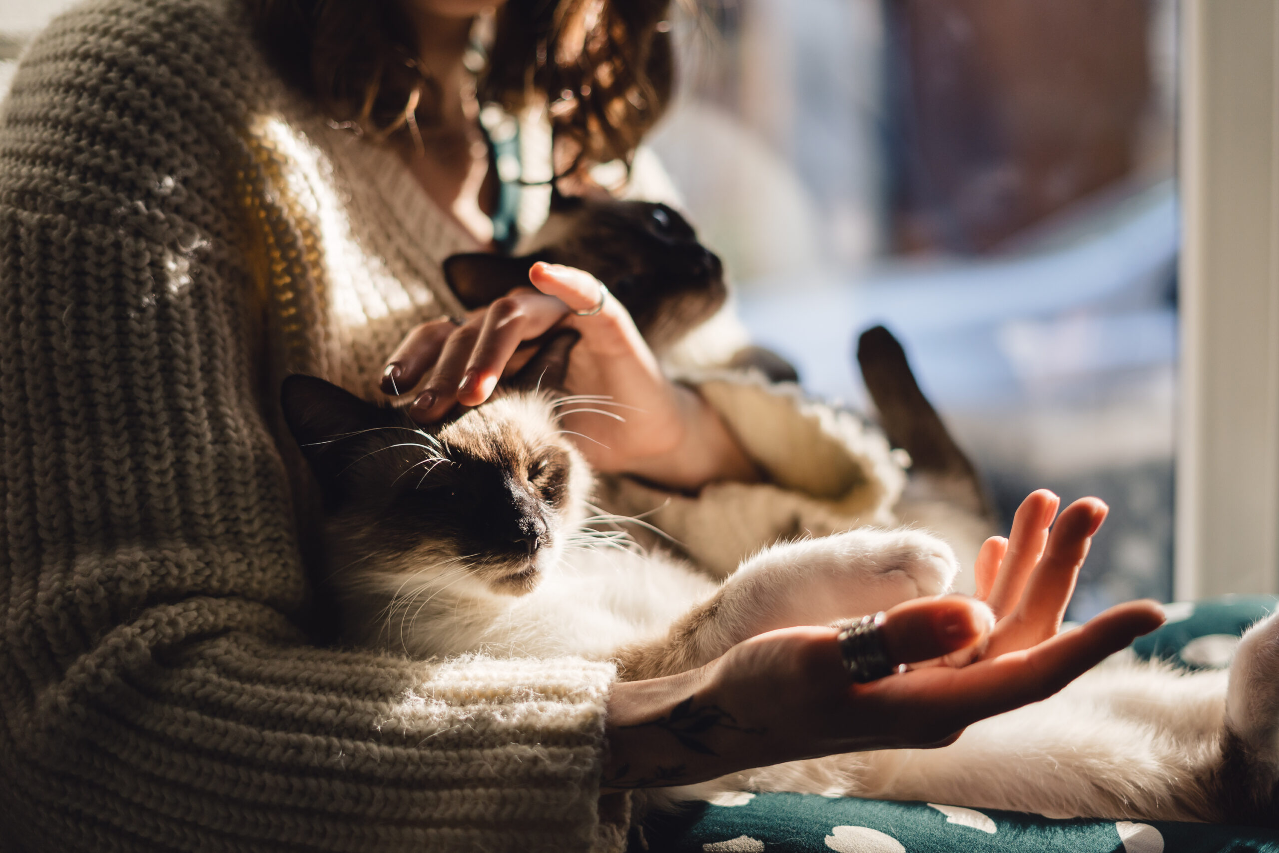 CatSolution Katze kuschelt im Arm der Besitzerin Harmonie Zufriedenheit