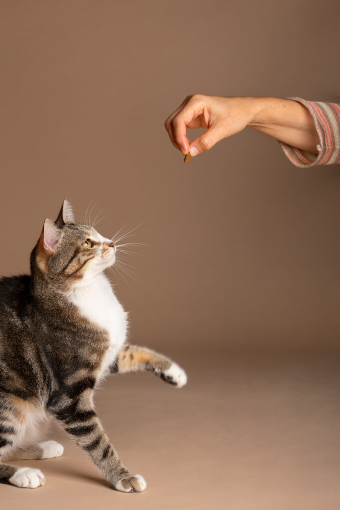 CatSolution Katzentraining Hand hält Leckerli über Katze und sie schaut hoch