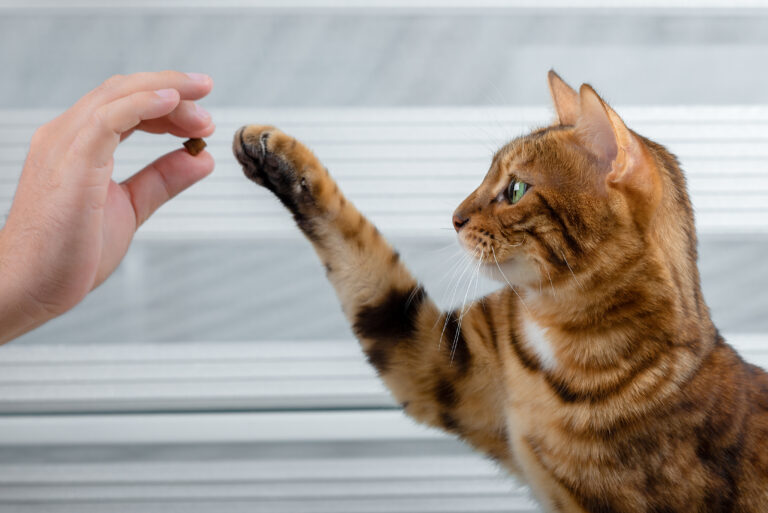 CatSolution Katzentraining Hand hält Leckerli vor Katze und sie streckt Pfote danach aus