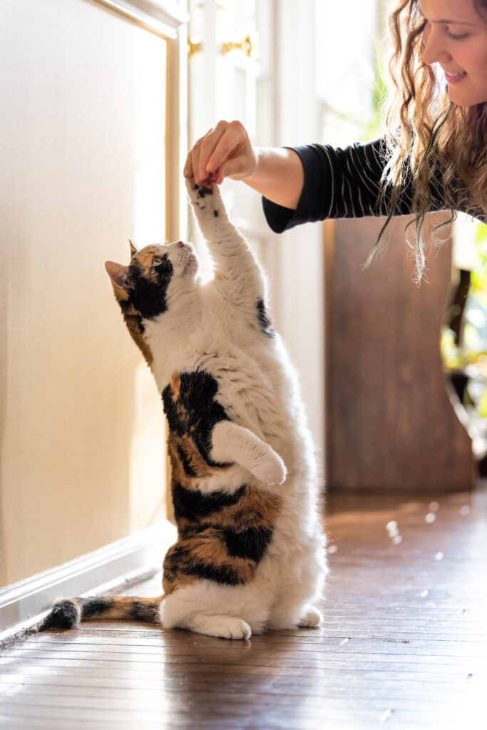 CatSolution Problemlösung Katze macht Männchen Frau hält ihr Leckerli hin