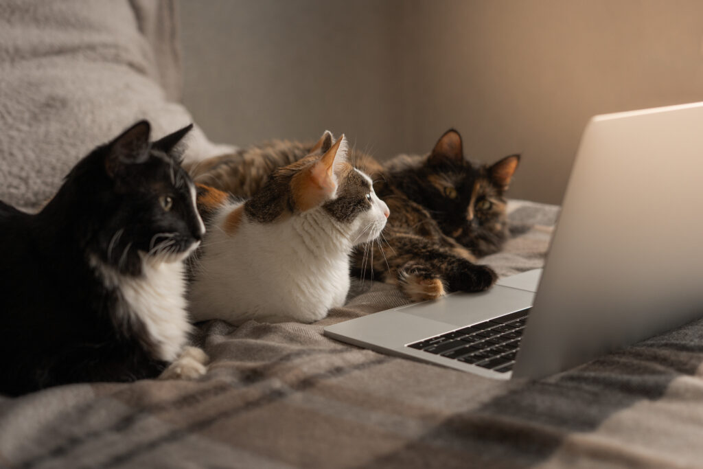 Catinar drei Katzen liegen auf Bett und schauen auf Laptop