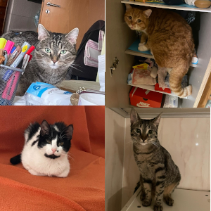 Collage der Katzen von Familie Ostertag