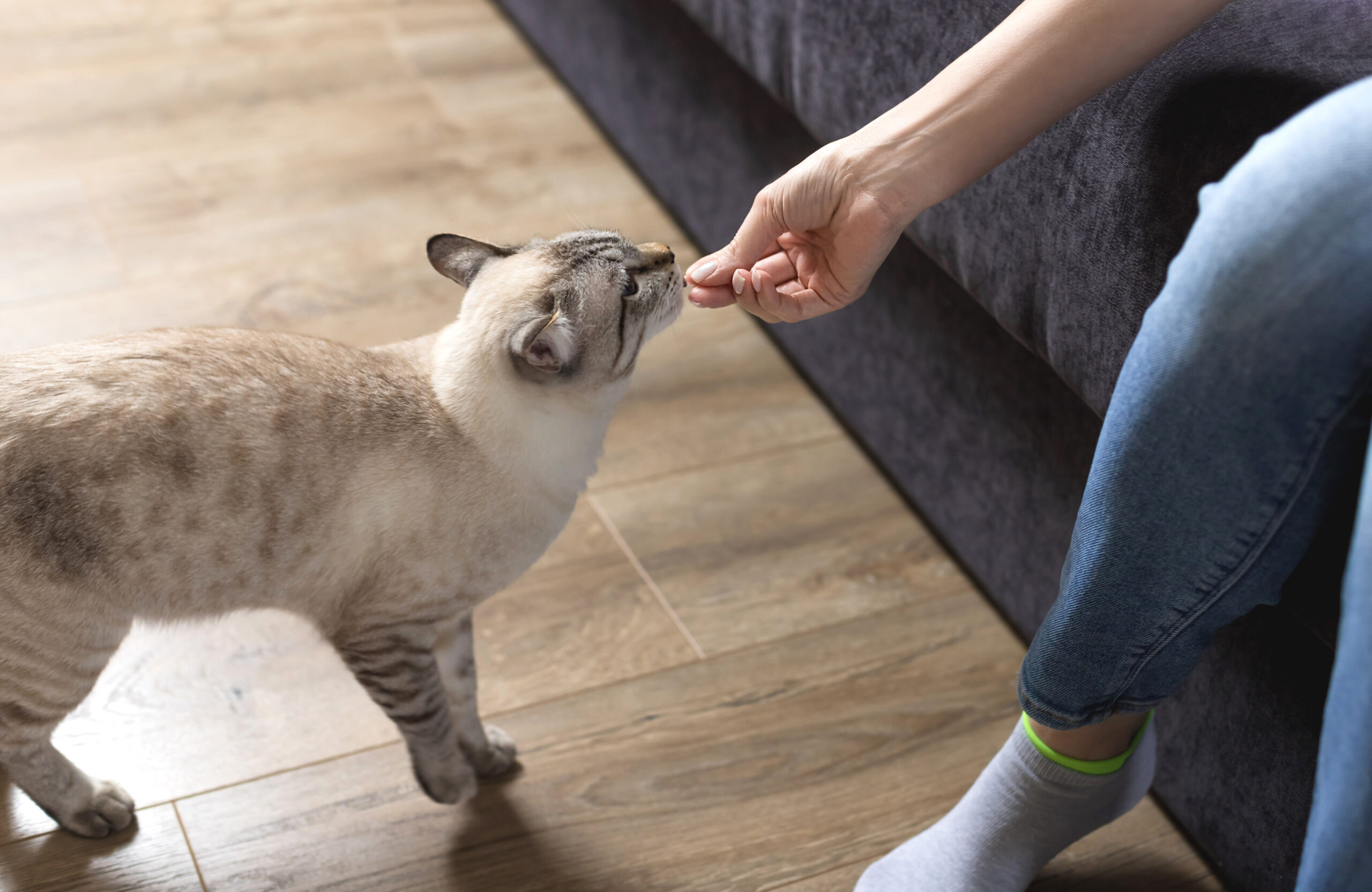 Katzentraining Frau sitzt auf Sofa und füttert helle Katze mit einem Leckerli