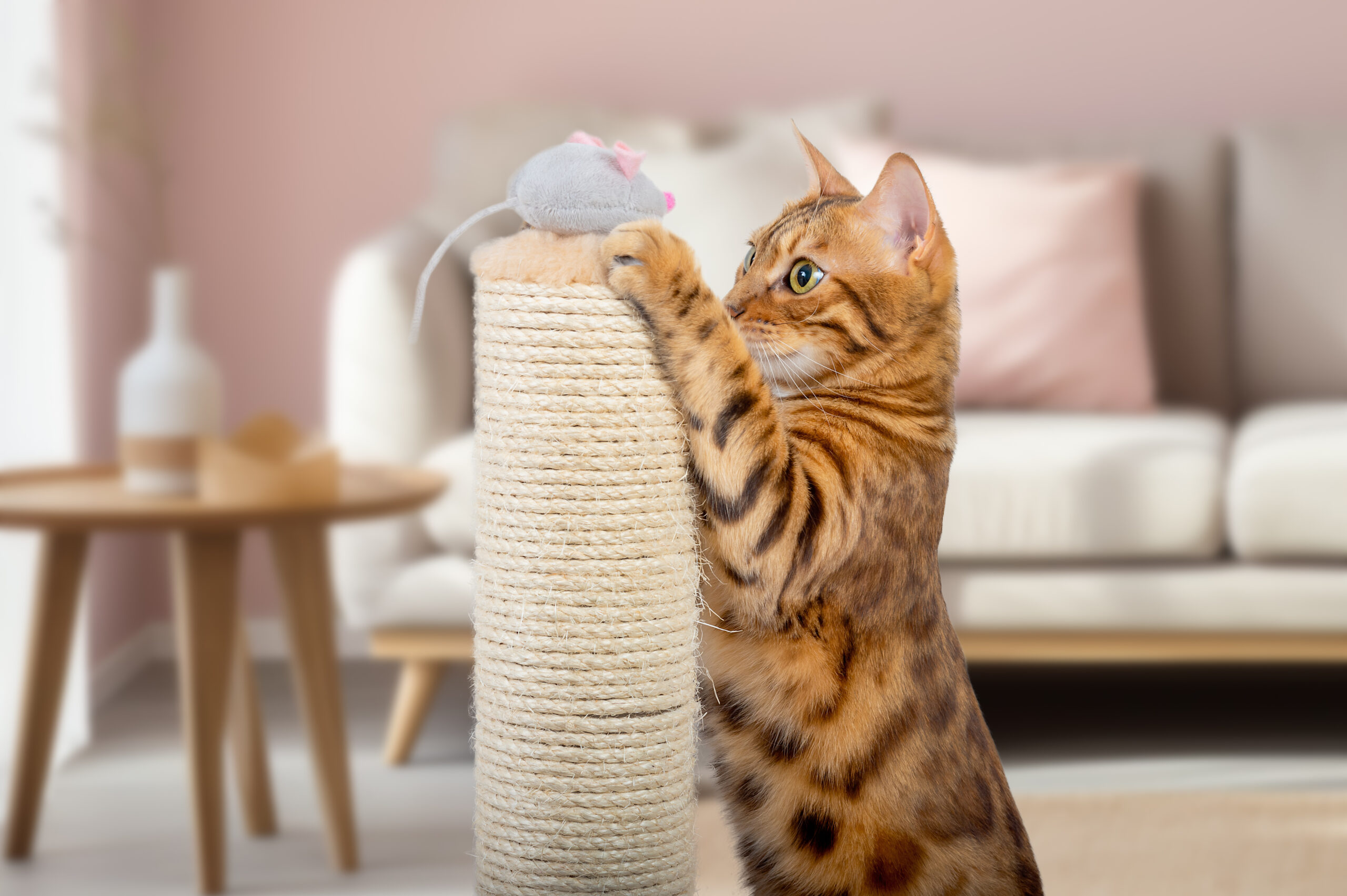 Katzensitting Bengalkatze spielt mit einer Spielzeugmaus, die auf einem Kratzstamm liegt