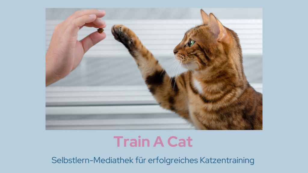 Train A Cat Linkseite Titelbild