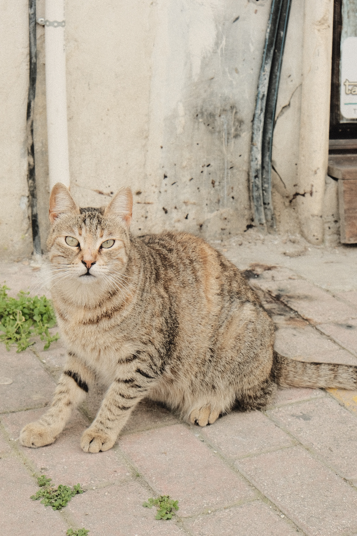 Katze pinkelt überall hin Unsauberkeit getigerter Kater