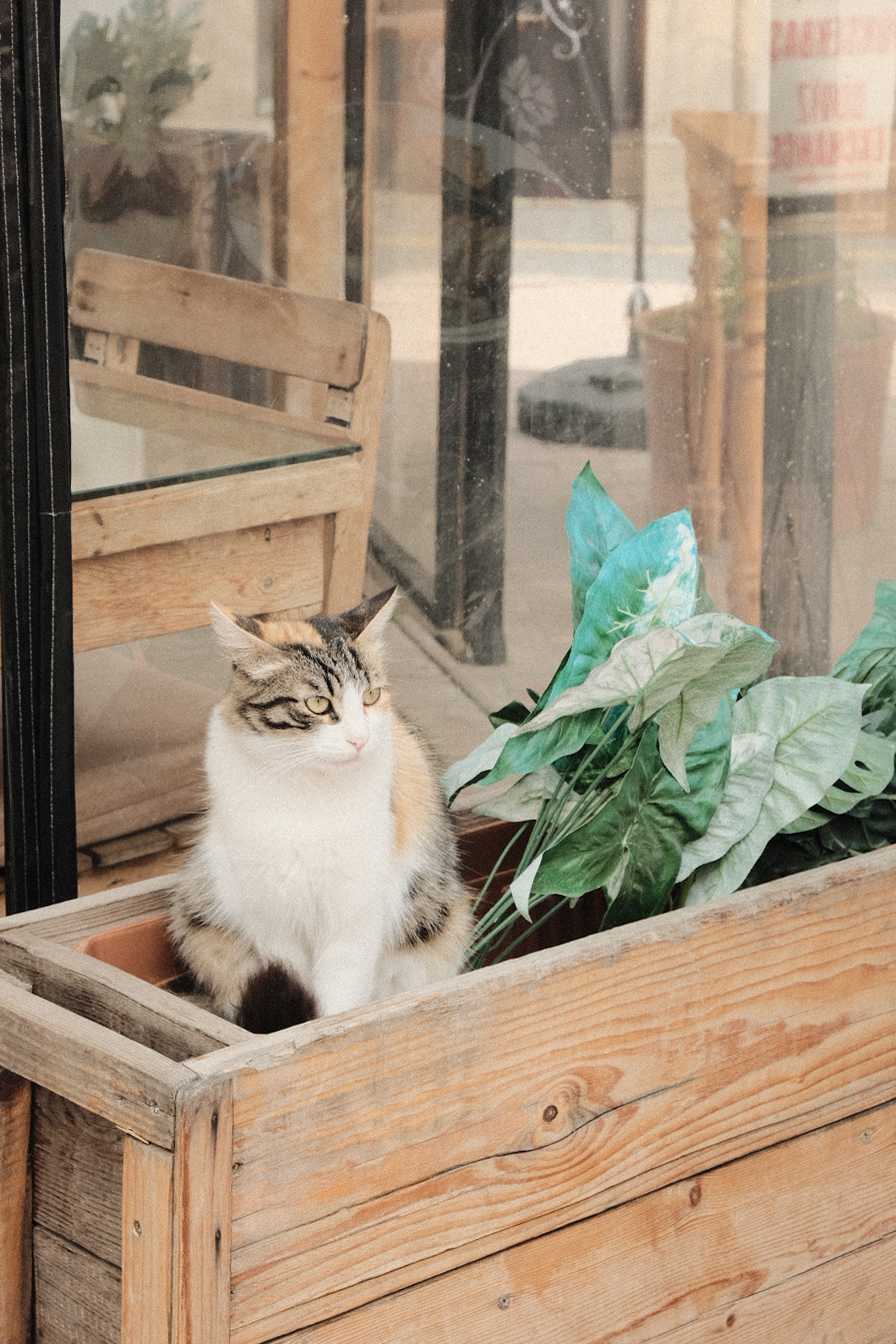 Katze pinkelt überall hin und sitzt im Blumenkasten