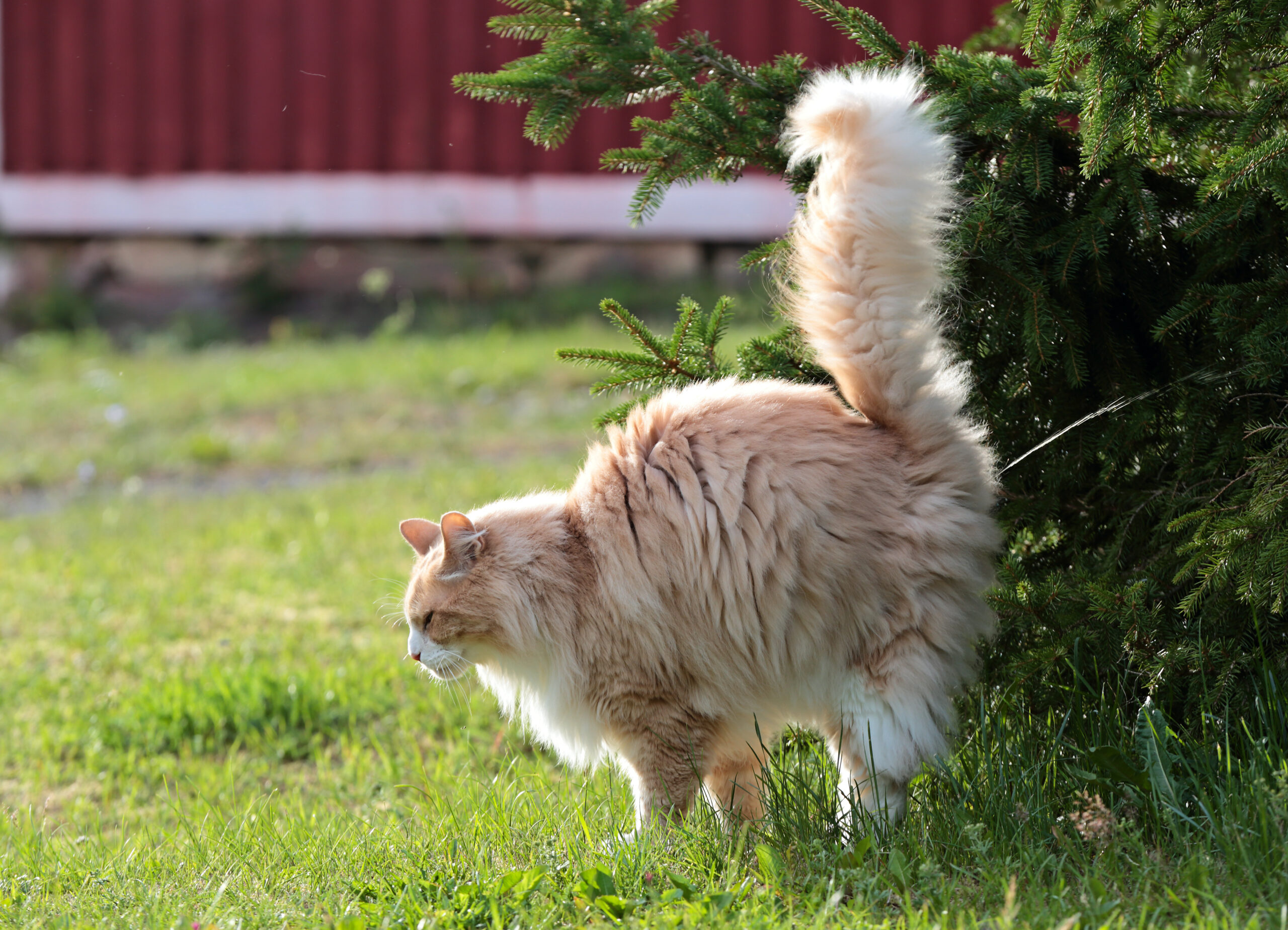 Katze pinkelt überall hin und markiert im Garten