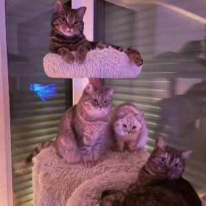 Katzenfoto von Theo, Pamuk, Nala und Bonjuc sitzen auf dem Kratzbaum