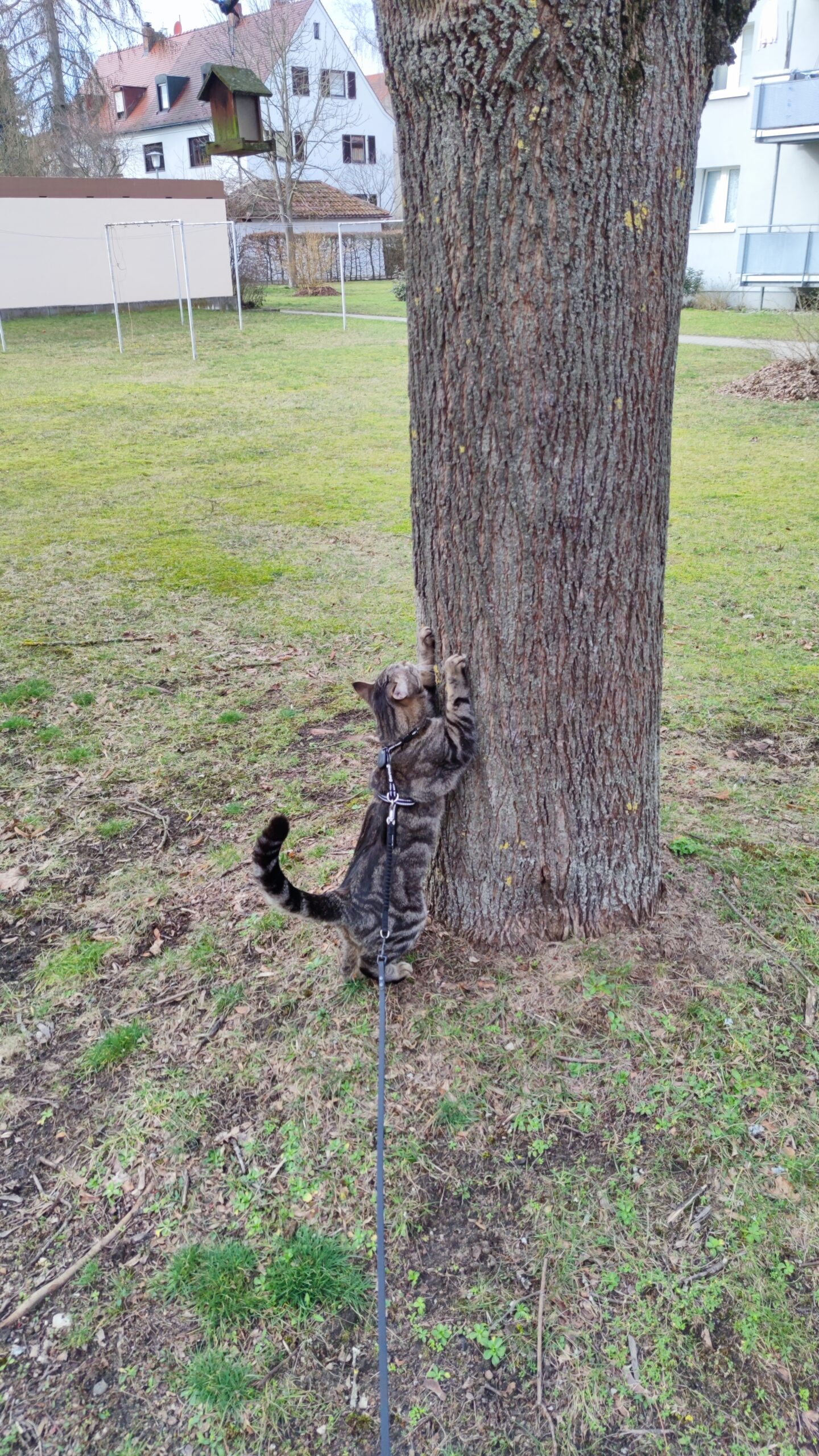 Boomi klettert einen Baum hoch auf einem Katzenspaziergang