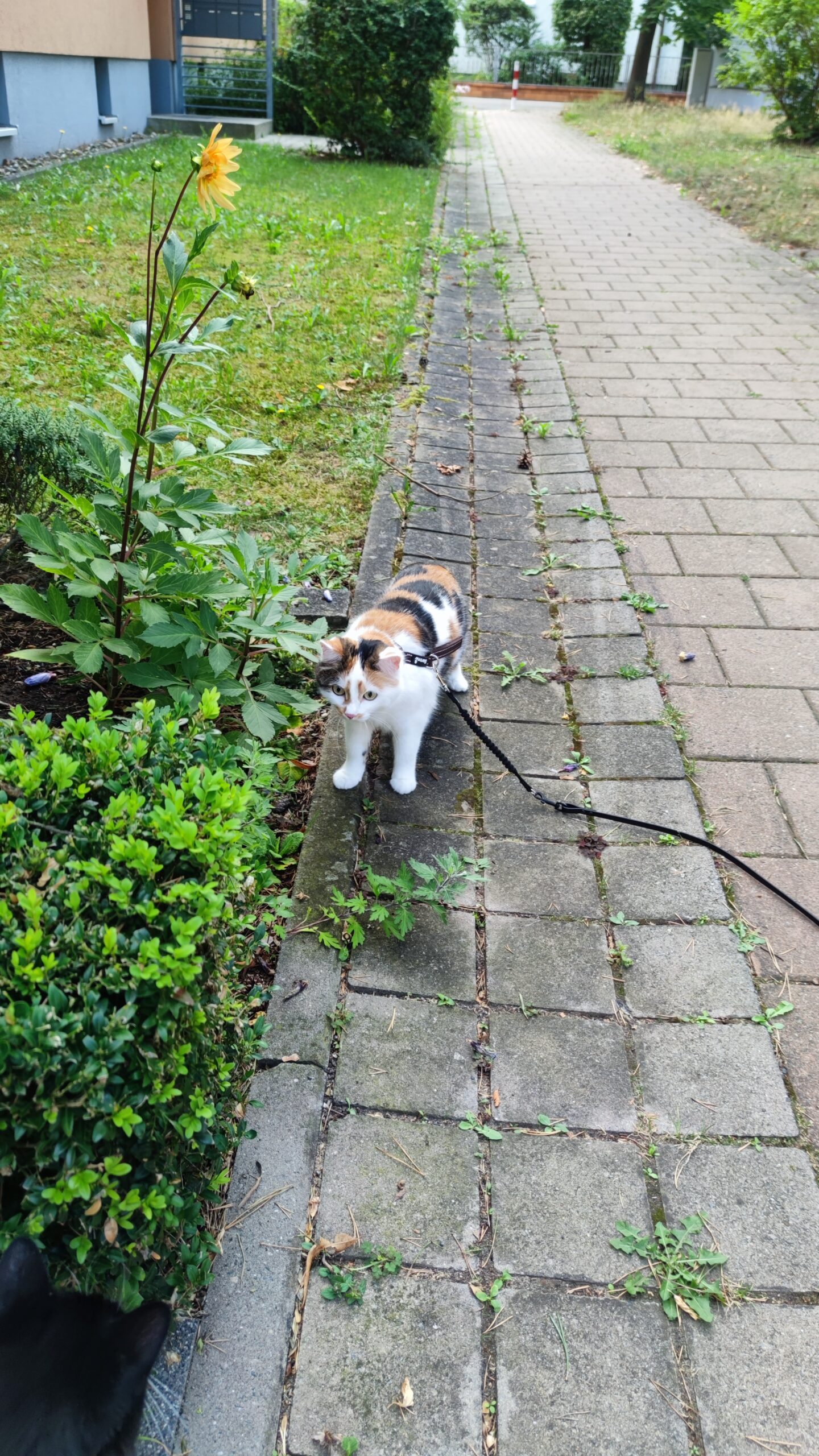 Katzenspaziergang Leni