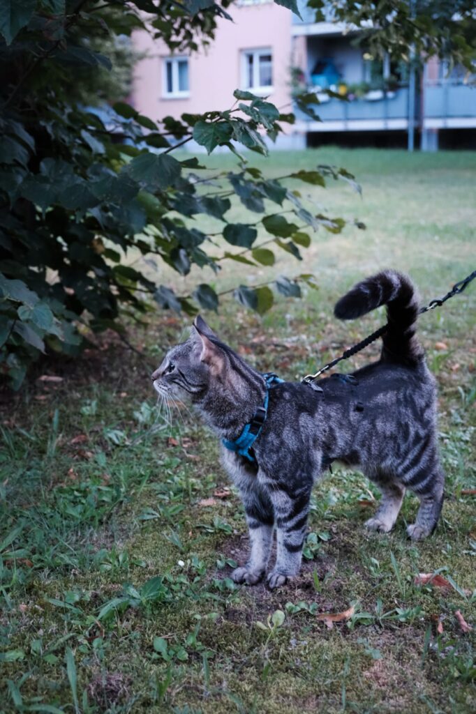 Boomi CatWalk Katzenspaziergang