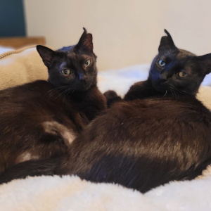 Foto zwei schwarze Katzen kuscheln Magda und Mambo aus CatSolution-Programm