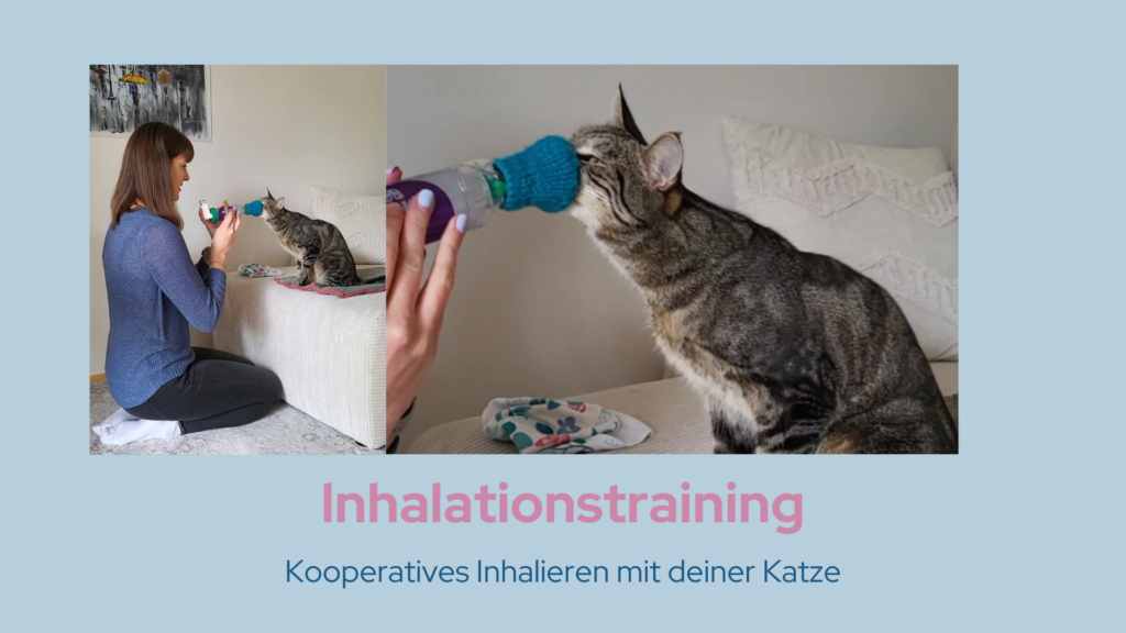 Inhalieren mit Katze