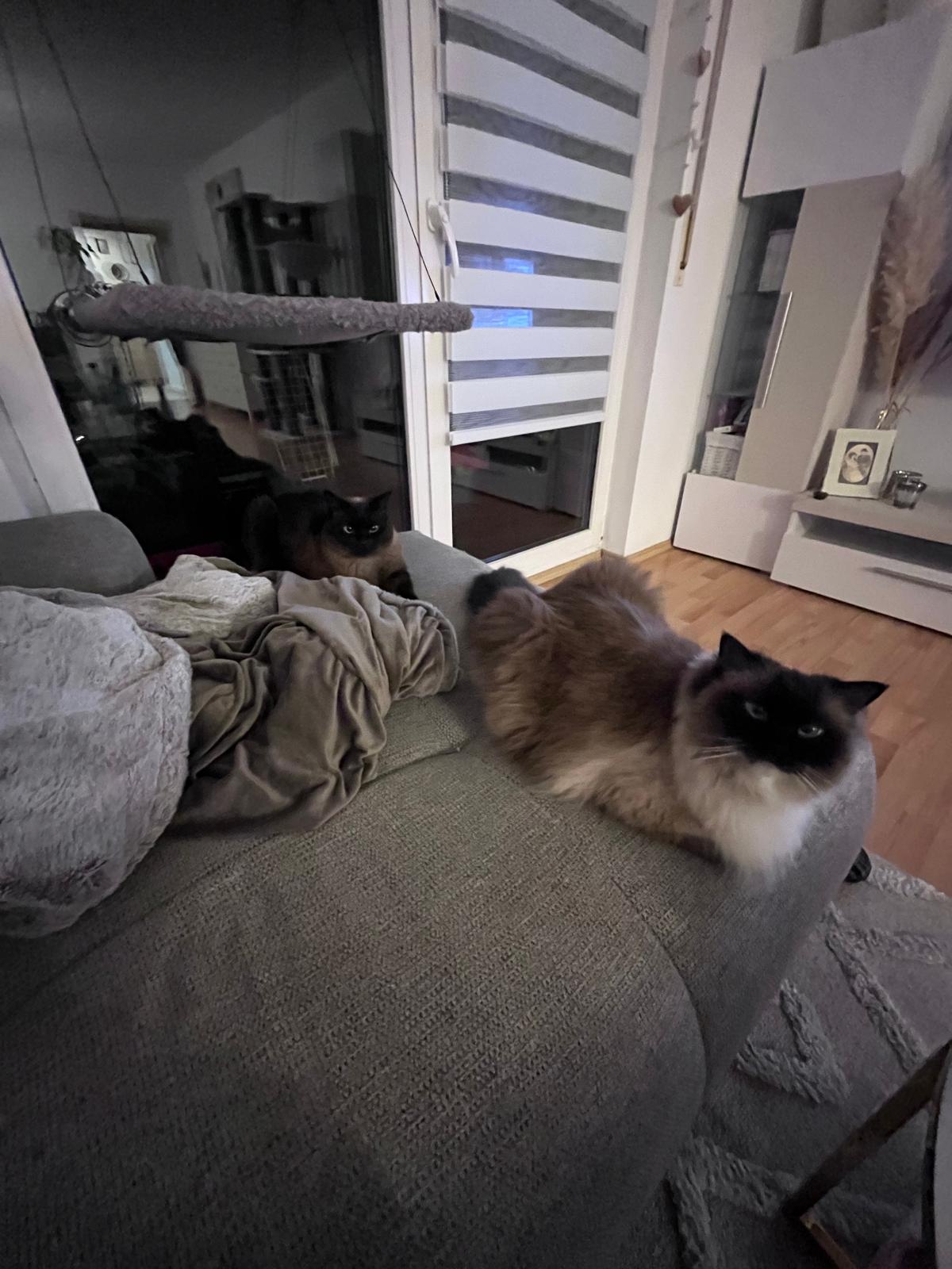 Katzenstreit gelöst Ella Freya