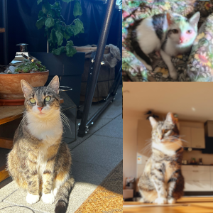 Regina CatSolution Katzenverhaltenstherapie