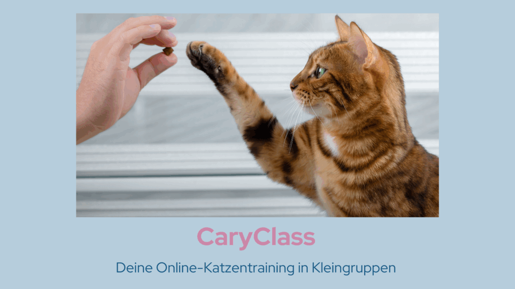 CaryClass Katzentraining Gruppenkurs