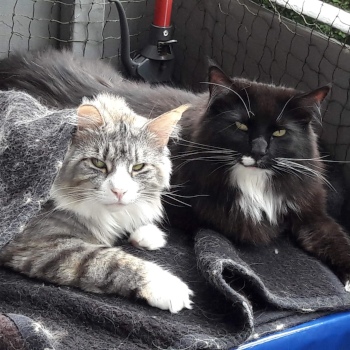 Inhalieren mit Katze Orpi