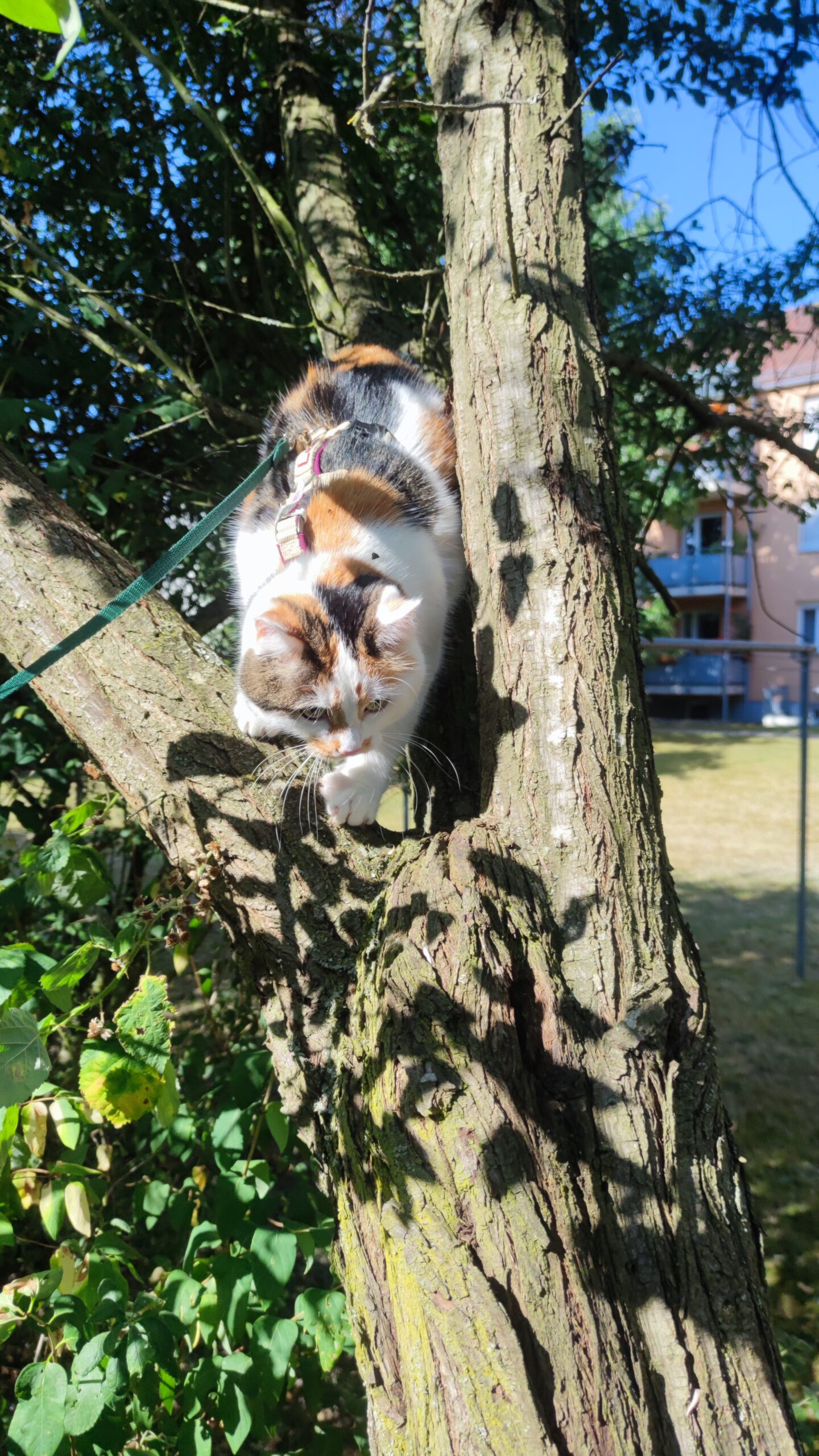 Katzenspaziergang Leni Garten