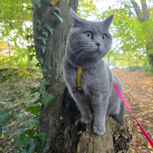 Coco Katzenspaziergang im Wald