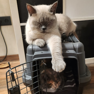 Train A Cat Mino Yumi Katzen in und auf Transportbox