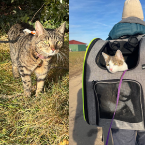 Archie Nala Katzenspaziergang