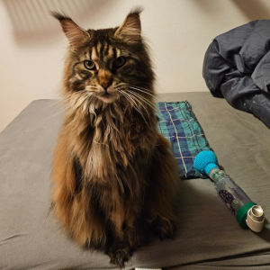 Dakota Inhalieren Katze