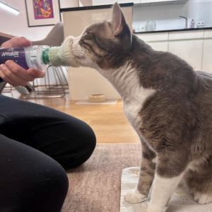 Inhalieren Kater Pablo kooperativ