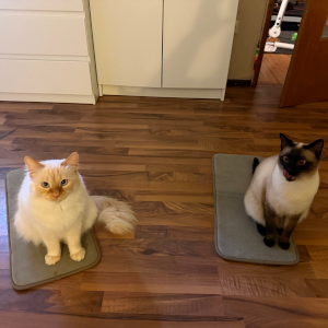 Katzentraining Salem Phoenix