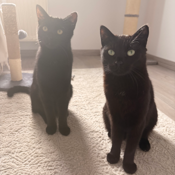 Tara und Kuro Unsauberkeit & Vergesellschaftung