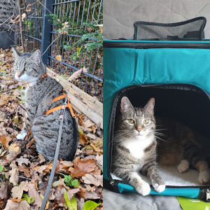 Tia Josie Katzenspaziergang