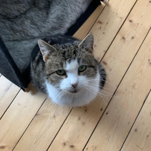 Kai mit Trio Angstkatze 