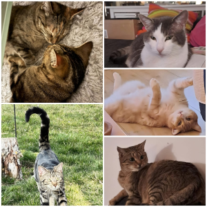 Katzenstreit gelöst Collage 6 Katzen aus CatSolution Programm