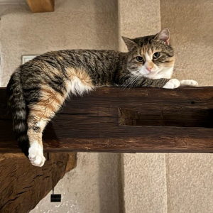 Inhalieren Katze Zoey