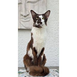 Kater Fitzi Testimonial für Kurs Unsauberkeit Ade