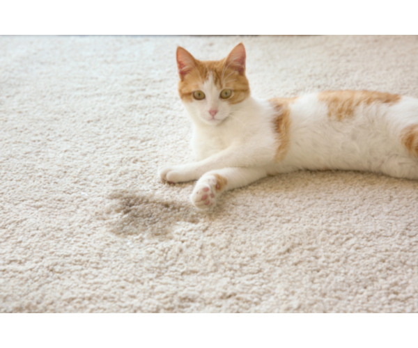 Unsauberkeit Katze Pinkelfleck auf Teppichboden