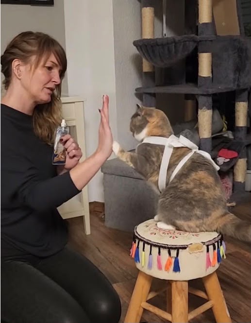 Katzenspaziergang Jana mit Yumi Geschirrtraining