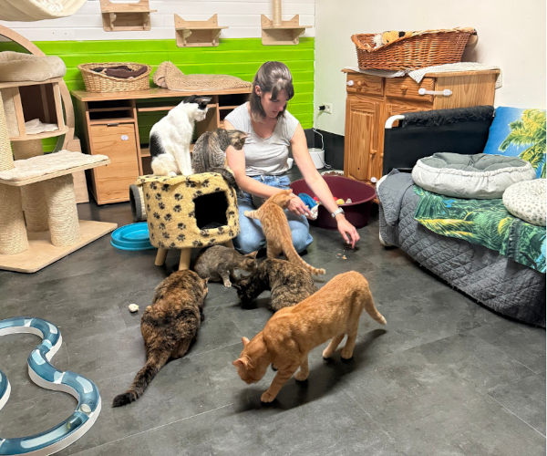 Gruppentraining im Tierschutz Fürther Samtpfoten