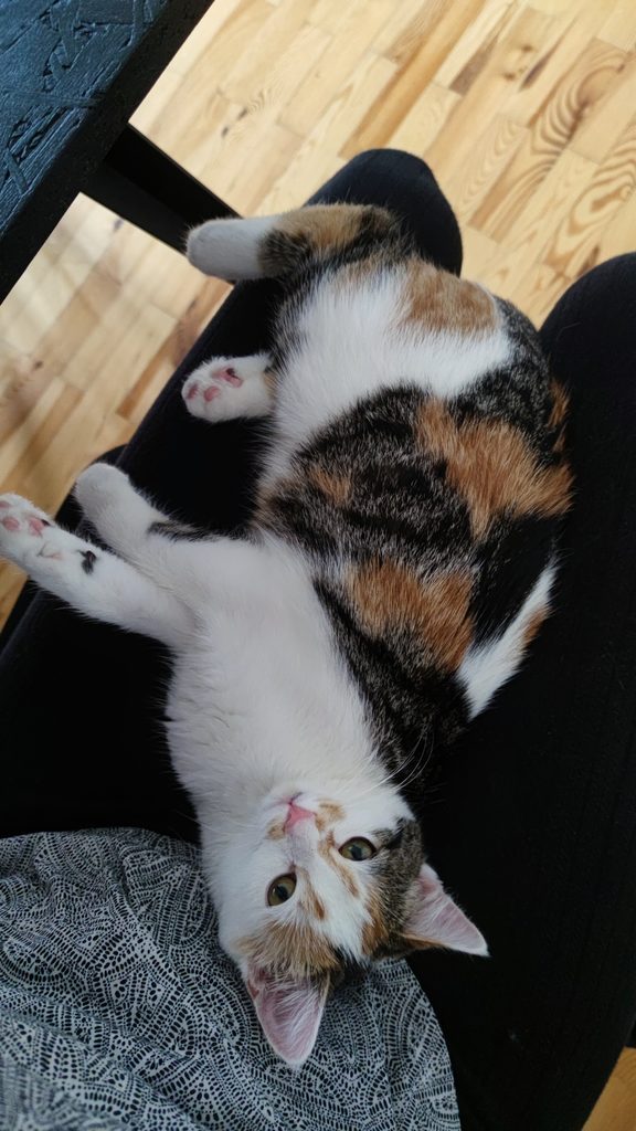 Jungkatze Leni