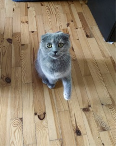 Pflegekatze Marylou mutig
