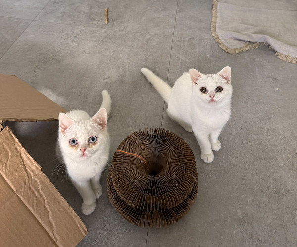 Pflegekatzen Quinn und Queenie