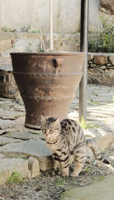 Katze pinkelt überall hin Protestpinkeln