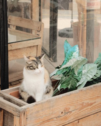 Katze pinkelt überall hin und sitzt im Blumenkasten
