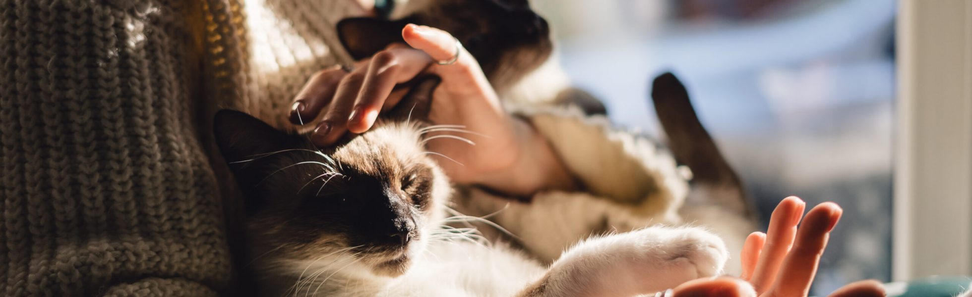 CatSolution Katze kuschelt im Arm der Besitzerin Harmonie Zufriedenheit