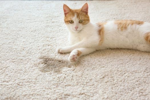 CatSolution unsaubere weiß rote Katze hat auf hellen Teppich uriniert