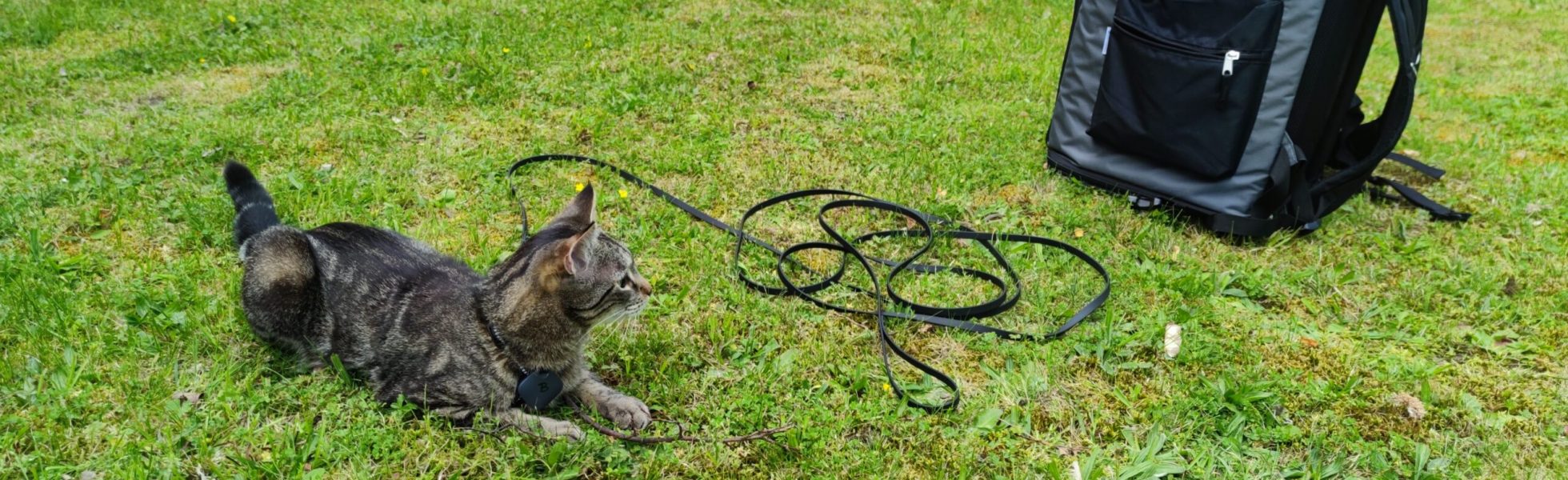 Katzenspaziergang Boomi liegt auf grünem Rasen vor Katzenrucksack