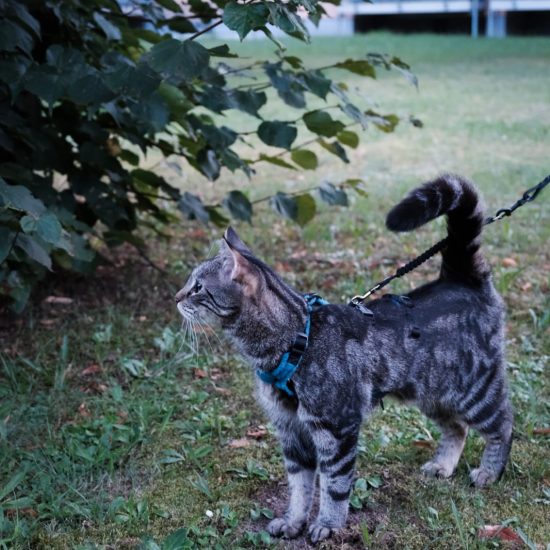 Boomi CatWalk Katzenspaziergang