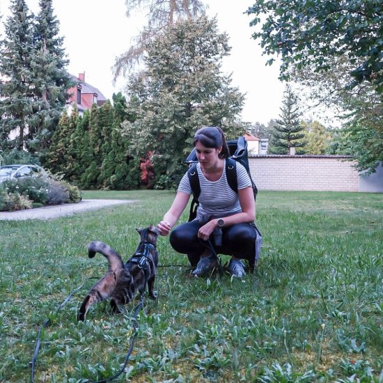 Katzenspaziergang Boomi Garten